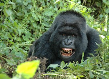uganda-gorilla-safari-tours