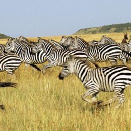 Kenya: An impeccable place to explore