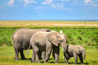 Kenya safaris and african safari holidays