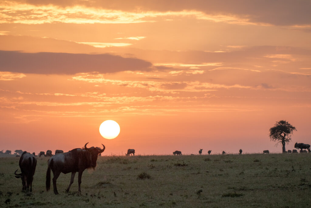 Masai Mara wildebeest migration safaris in Kenya wildlife tours.